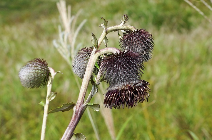 c0248473_19303977.jpg