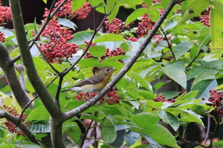 f0378282_11323440.jpg