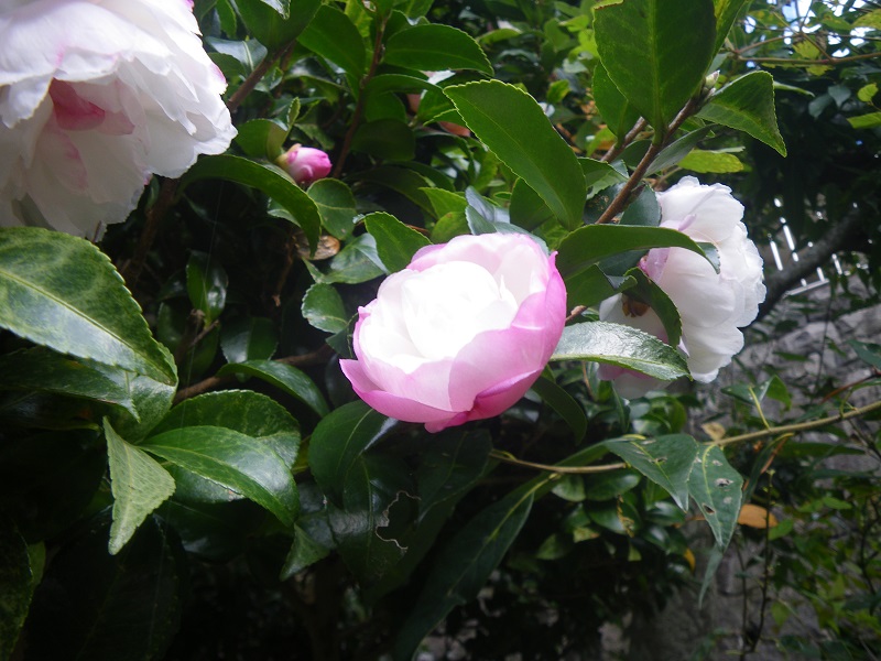 c0033636_23374448.jpg
