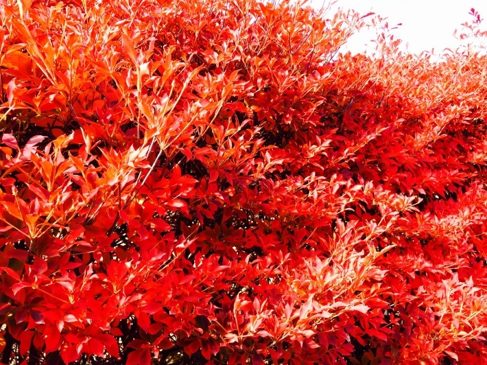 身近な秋の色 - マコト日記
