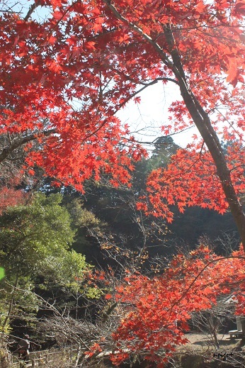 大人の遠足♪濃溝の滝や養老渓谷などバス旅で千葉県の紅葉を満喫 - neige+ 手作りのある暮らし