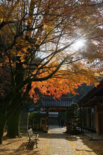 ご近所紅葉めぐり　～楠妣庵観音寺 - katsuのヘタッピ風景