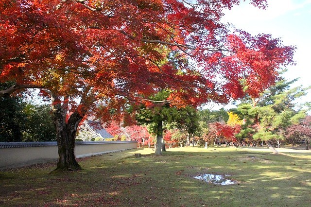 錦秋の奈良　2017奈良公園 - 暮らしを紡ぐ