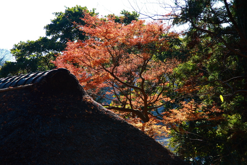 鎌倉　円覚寺　のこり紅葉　その１ - 日本あちこち撮り歩記
