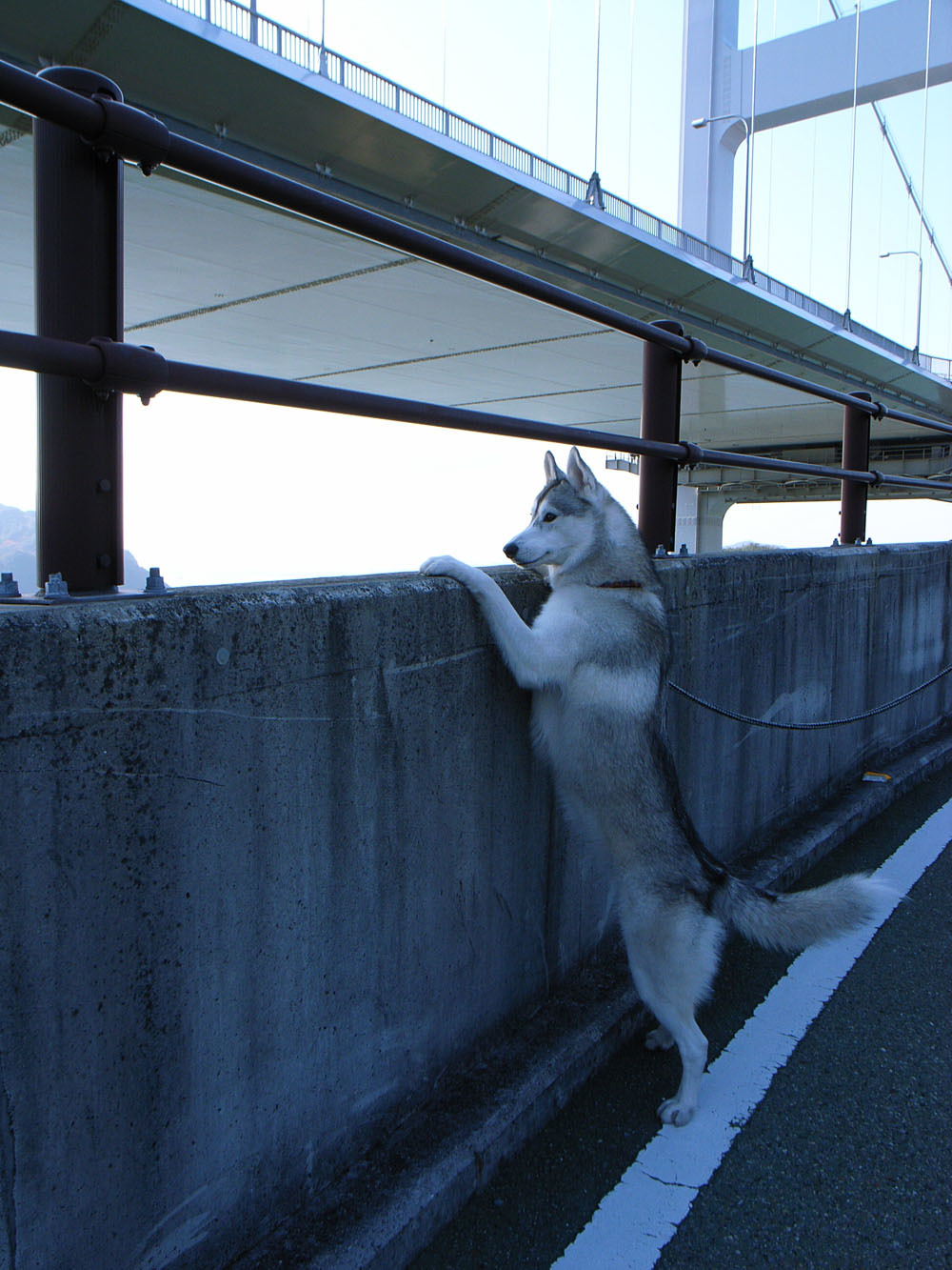 First Pilgrimage for Siberian Husky Hana II  Dec.22nd, 23rd, 24th, 25th, 26th, and 27th 2006 - 犬連れへんろ*二人と一匹のはなし*
