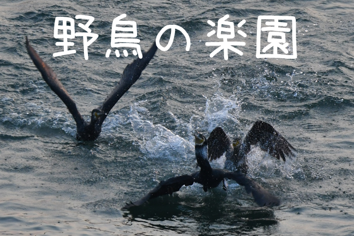 野鳥の楽園、大淀川(^o^) - 犬連れへんろ*二人と一匹のはなし*