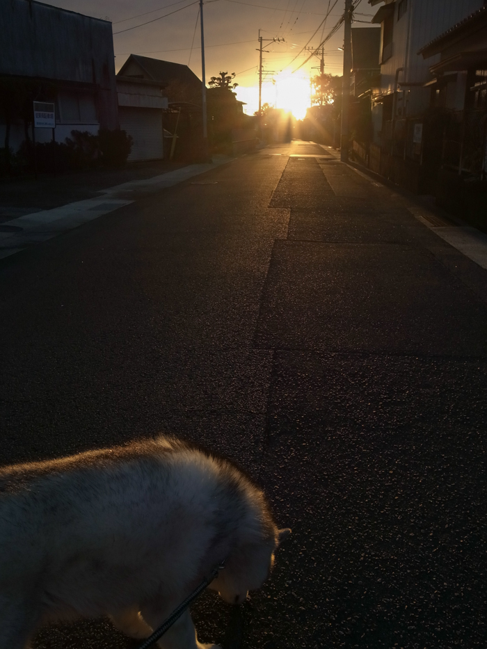 お散歩通信　ちょっと暗い日　(-_-) - 犬連れへんろ*二人と一匹のはなし*