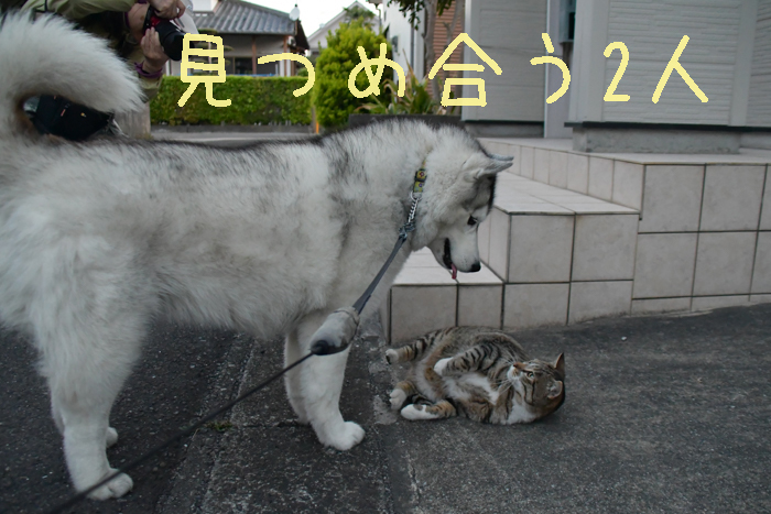 また来た！　ジロちゃん祭り♡　(^o^) - 犬連れへんろ*二人と一匹のはなし*