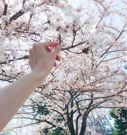 桜浴な日々 - nicottoな暮らし～うつわとおやつの物語