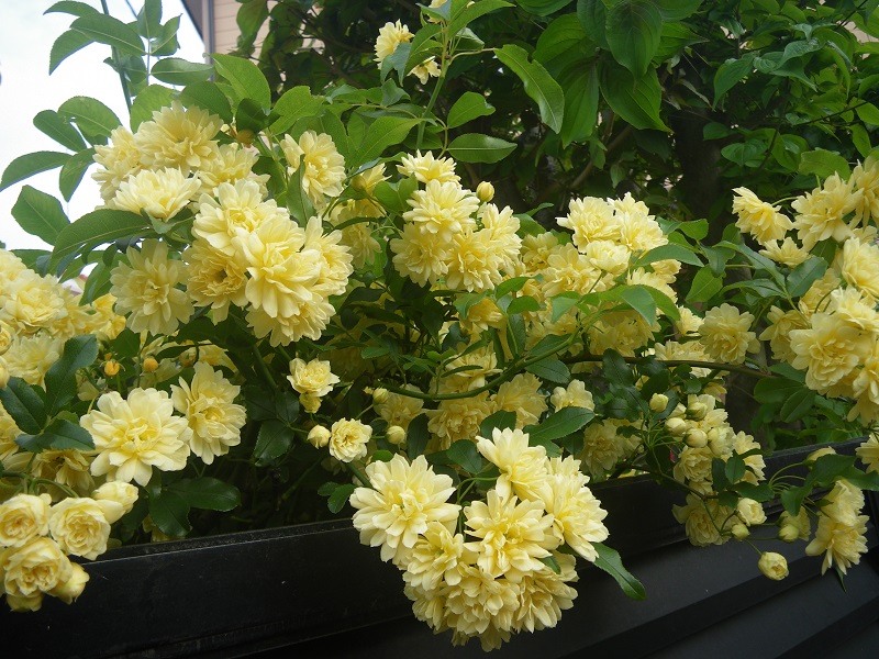 c0033636_057516.jpg
