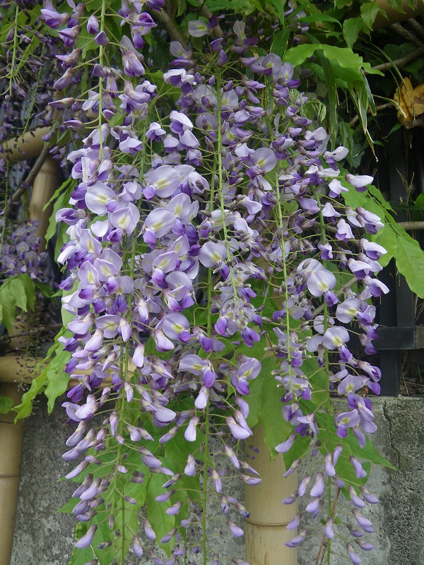 c0033636_105646.jpg