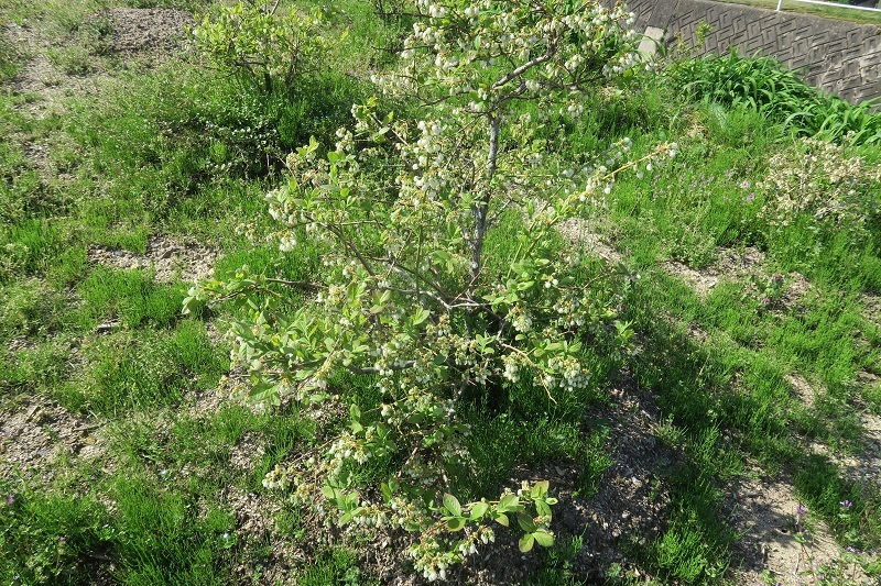 f0076731_16310063.jpg