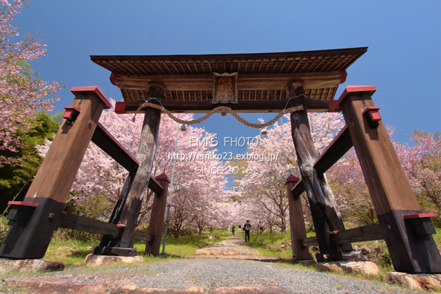 今年最後の桜はココ - my FHOTO