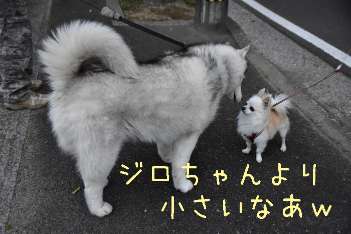 続きます、ジロちゃん詣で♪　(^o^) - 犬連れへんろ*二人と一匹のはなし*