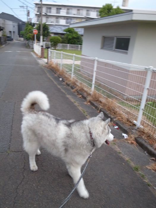 少しひんやり、朝のお散歩　(*^_^*) - 犬連れへんろ*二人と一匹のはなし*