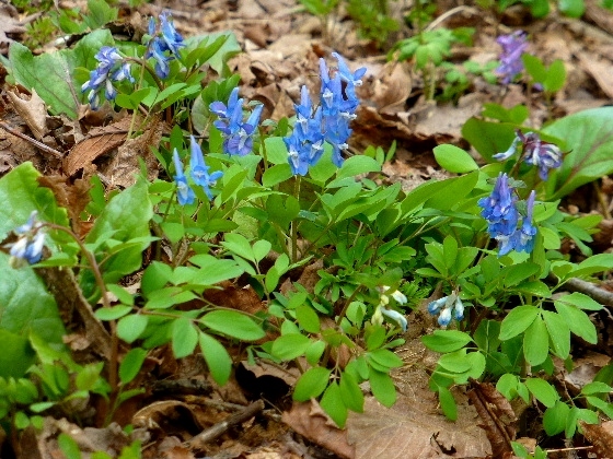４月・春の使者・エゾエンゴサク - 野に咲く北国の花