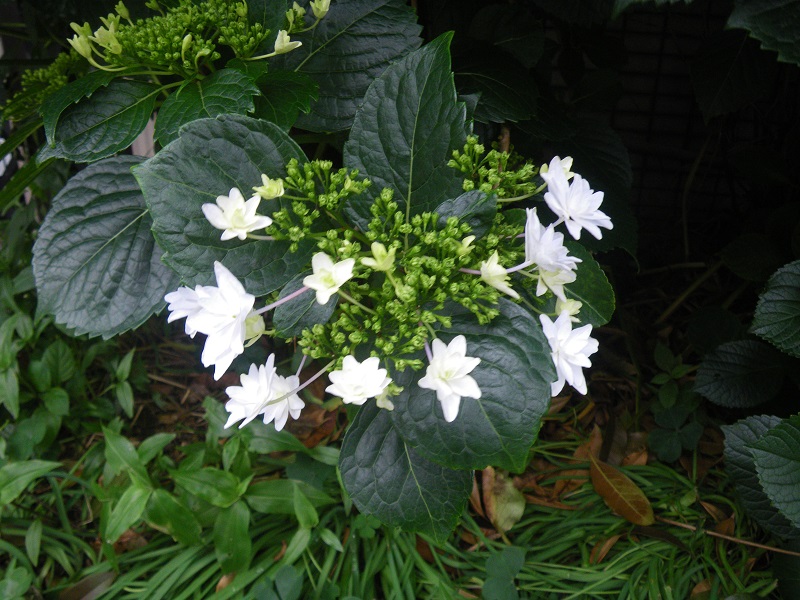 c0033636_23265022.jpg