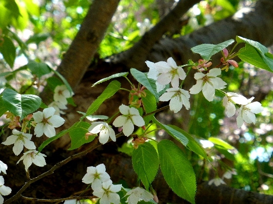 北大キャンパスの桜 - 野に咲く北国の花