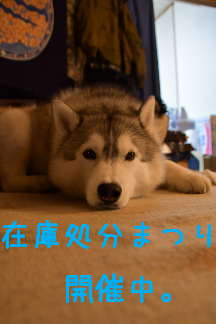 あああ、宮崎はきょうも雨だった～♪　(^_^;) - 犬連れへんろ*二人と一匹のはなし*