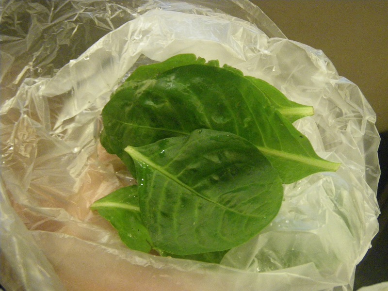 c0033636_2333556.jpg