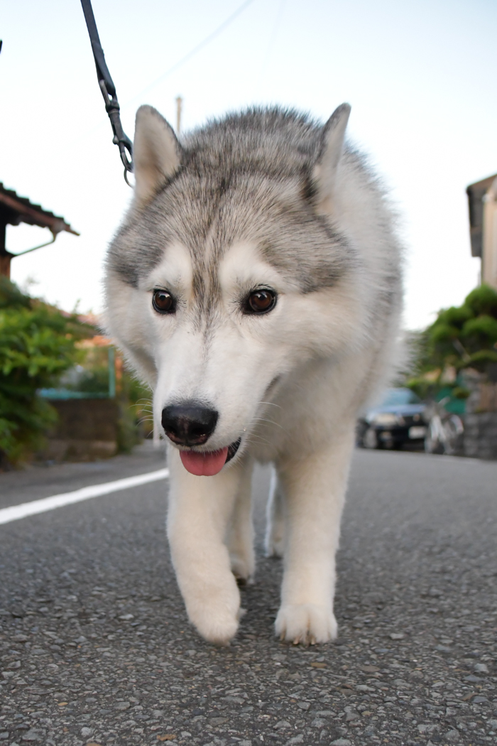 はなちゃんと行く花めぐりのお散歩　(*^_^*) - 犬連れへんろ*二人と一匹のはなし*