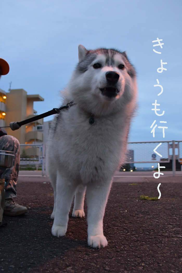 ジロちゃんとふれあい散歩　(*^_^*) - 犬連れへんろ*二人と一匹のはなし*