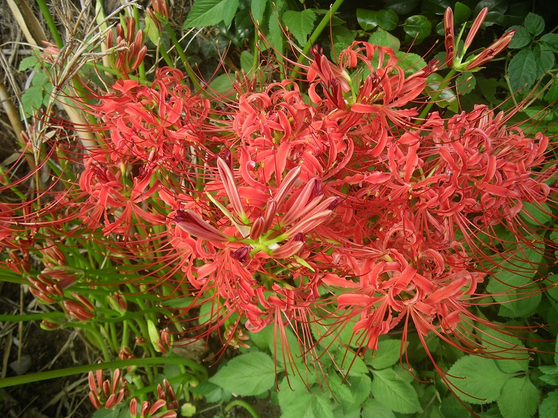 c0033636_10242177.jpg
