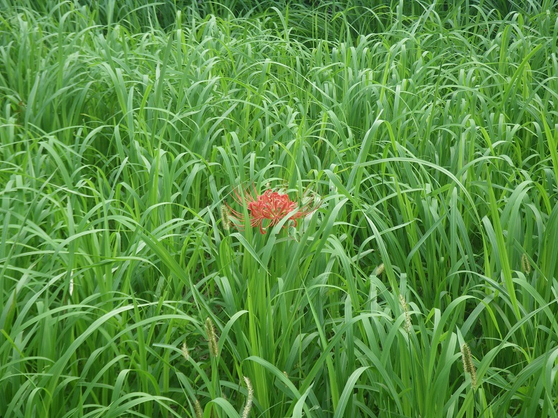 c0033636_1024559.jpg