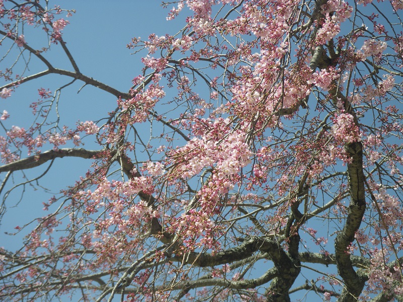 _c0033636_14243196.jpg