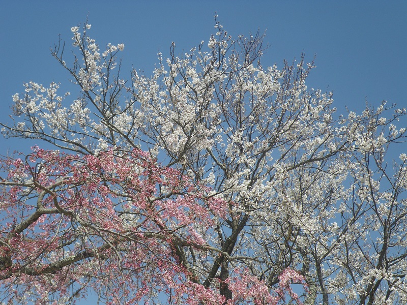_c0033636_14244859.jpg