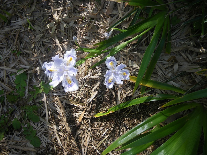 _c0033636_18173074.jpg