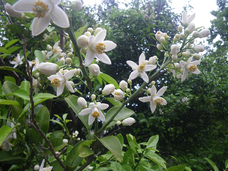 _c0033636_11123267.jpg