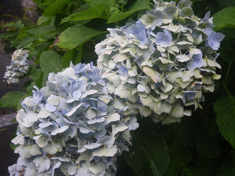 _c0033636_11521133.jpg