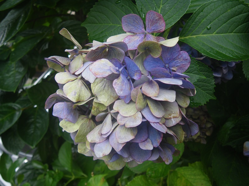 _c0033636_11525267.jpg