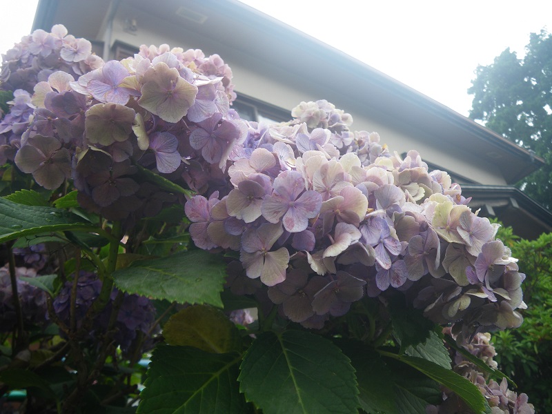 _c0033636_1153519.jpg
