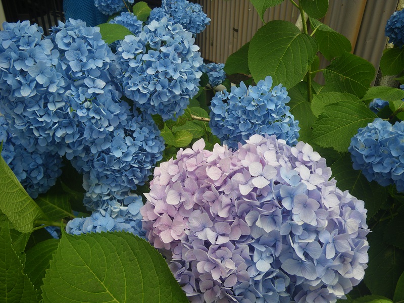 _c0033636_1155511.jpg