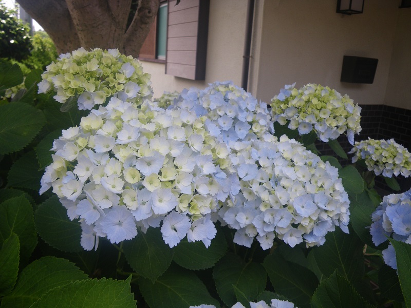 _c0033636_11582139.jpg
