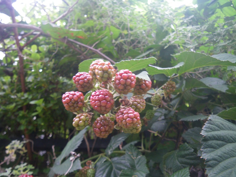 _c0033636_1613299.jpg