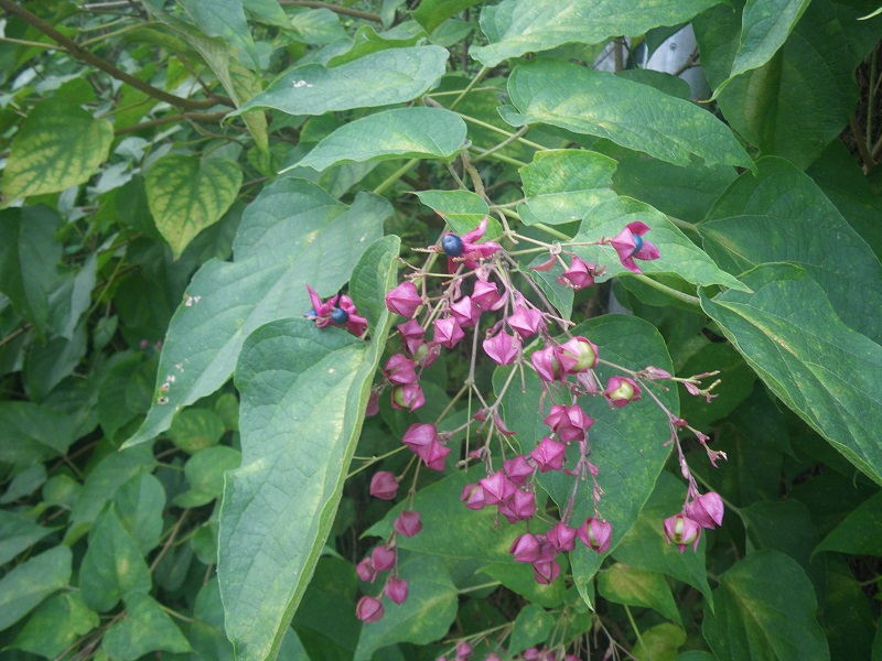 _c0033636_1121682.jpg