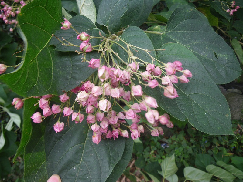 _c0033636_1123545.jpg
