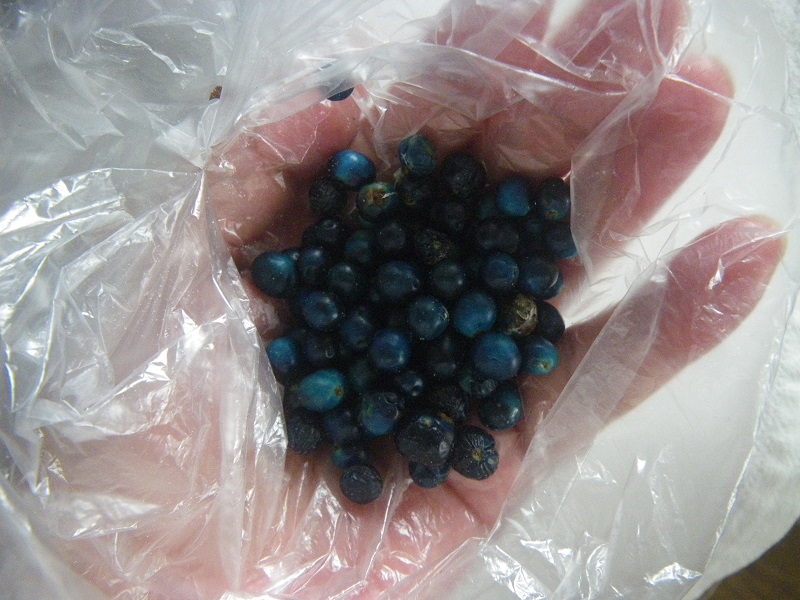 _c0033636_1124836.jpg
