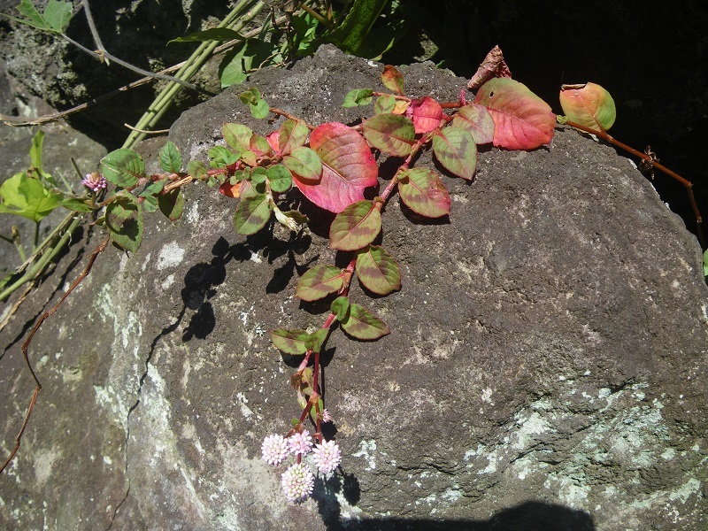 _c0033636_12115930.jpg