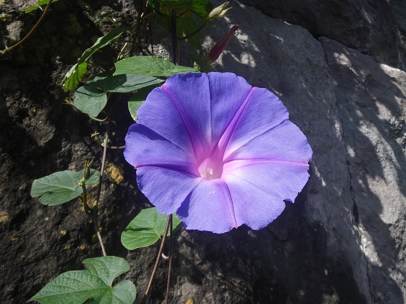 _c0033636_12132023.jpg