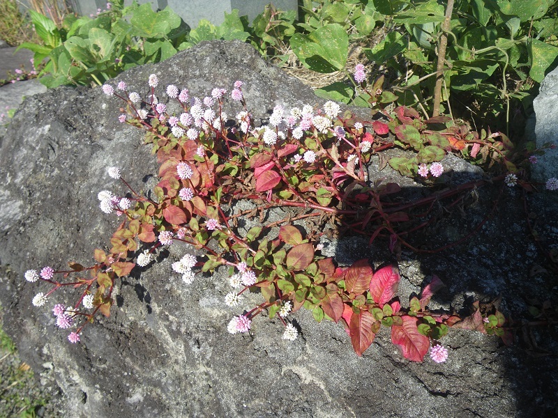 _c0033636_12140167.jpg