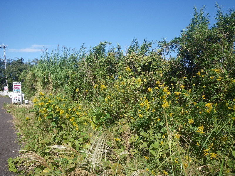 _c0033636_12164079.jpg