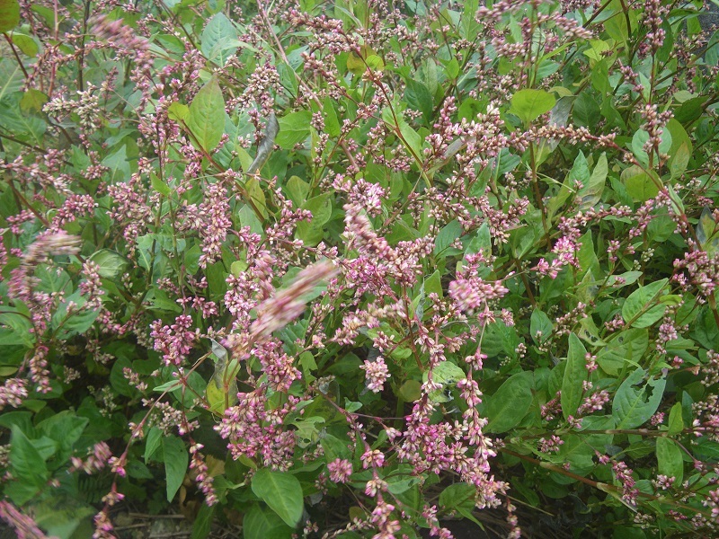 _c0033636_18165591.jpg