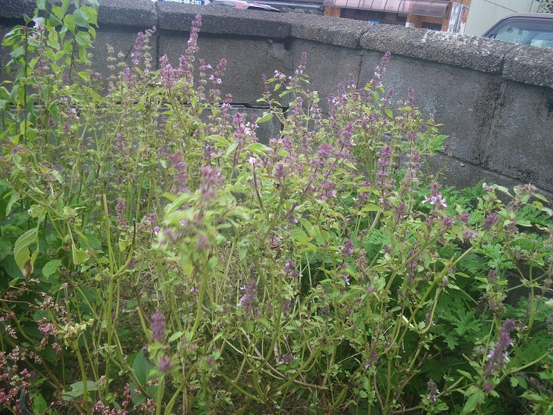_c0033636_18174964.jpg