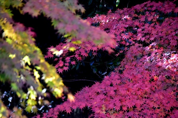 _c0067529_16300175.jpg