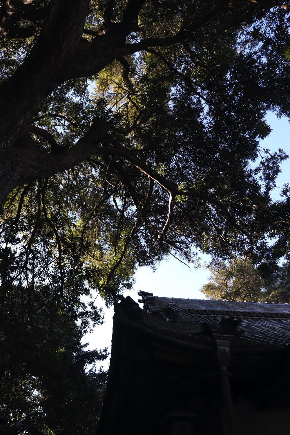 _e0173145_16234528.jpg