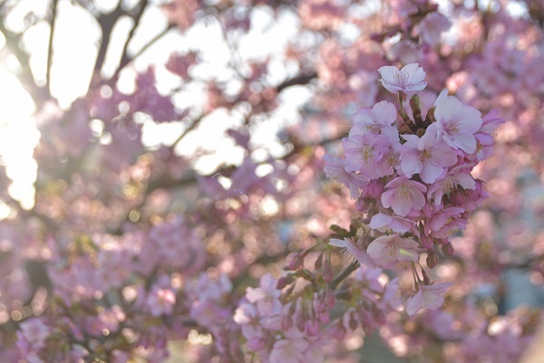 _c0067529_15325125.jpg